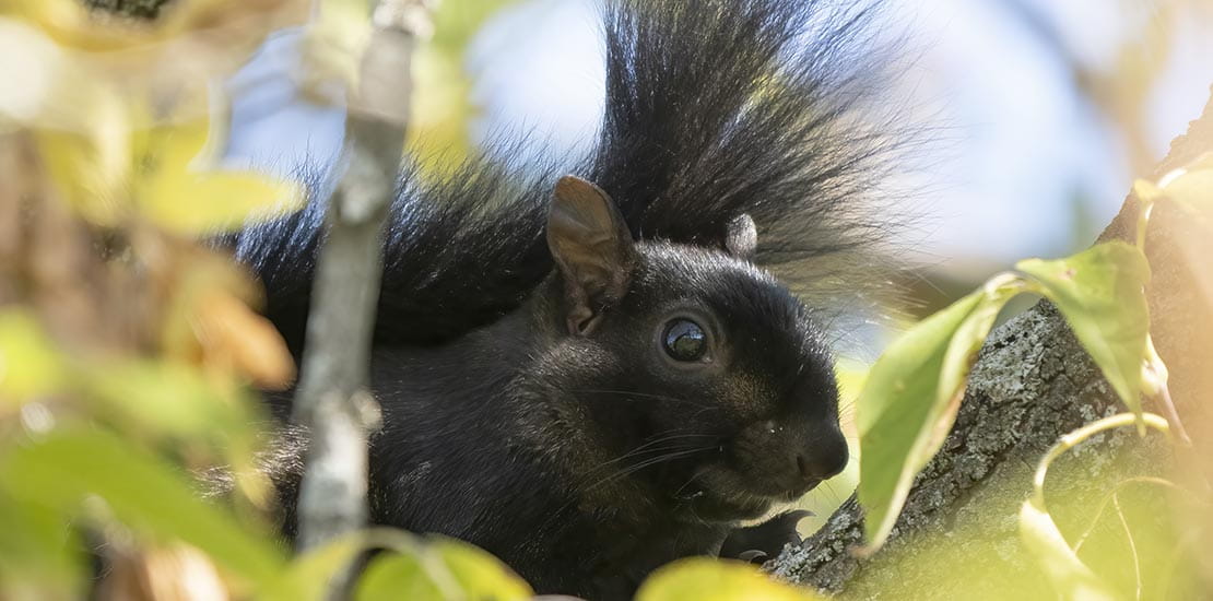 A rare black squirrel